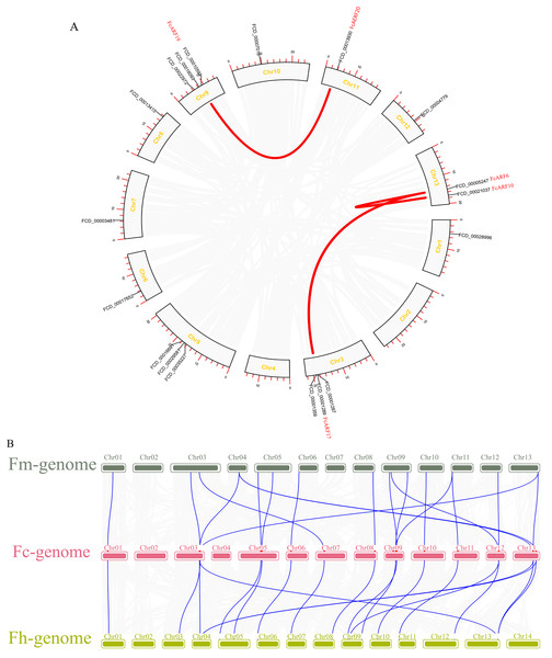 Chromosomal localization and collinearity analysis of the FcARF gene family.