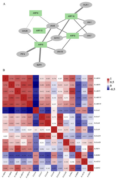 Correlation analysis network among auxin signaling-related predicted proteins.
