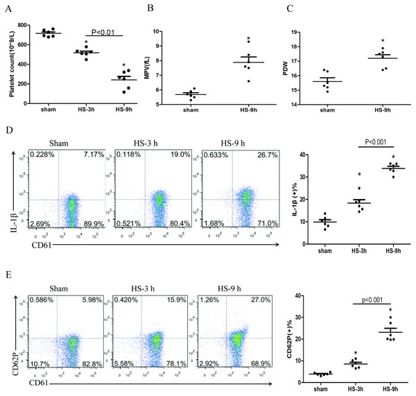 HS induces platelet activation and thrombocytopenia in HS rats (n = 6).
