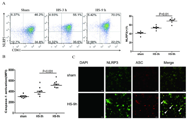 NLRP3 inflammasome activation in platelets in HS rats (n = 6).