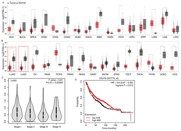 Expression pattern and prognosis analysis of CELF6 in multiple tumor and lung cancer samples.