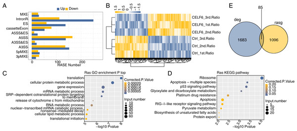 Identification and functional analysis of CELF6-regulated alternative splicing events in A549 cells.