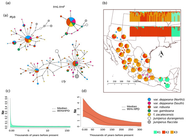 Haplotype network and distribution.