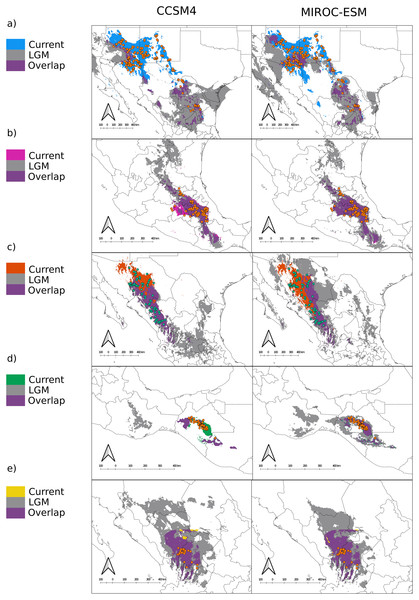 Distribution models for the present and the Last Glacial Maximum for the varieties of Juniperus deppeana.