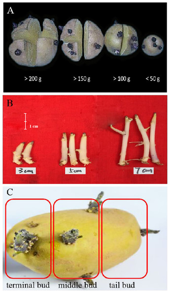 Different methods of seedling raising and cultivation of potato buds.