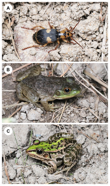 A bombardier beetle, an invasive bullfrog, and a native frog.