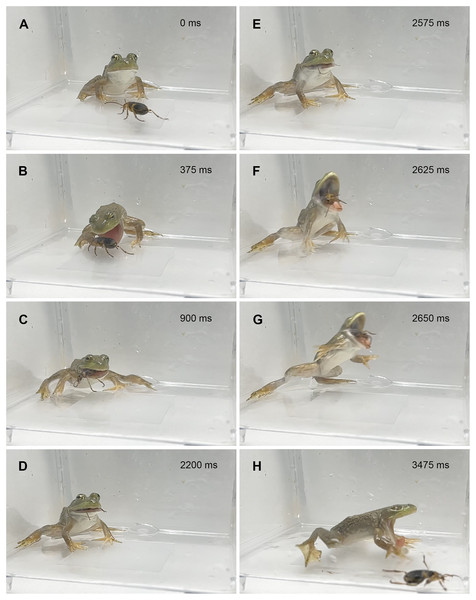 Temporal sequence of the bullfrog Lithobates catesbeianus rejecting a control adult Pheropsophus occipitalis jessoensis.