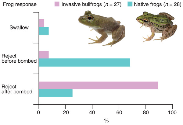 Behavioral responses of the invasive bullfrog Lithobates catesbeianus and the native pond frog Pelophylax nigromaculatus to adults of the bombardier beetle Pheropsophus occipitalis jessoensis.