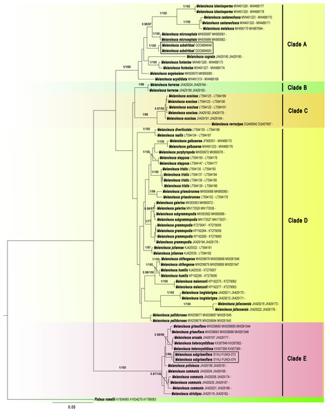 Phylogenetic positions of the two new Melanoleuca species, inferred from the combined regions (ITS-nrLSU-RPB2) using MrBayes.