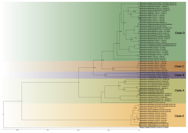 Maximium Clade Credibility tree of Melanoleuca based on ITS, nrLSU, and RPB2 genes sequences with the outgroup Pluteus.