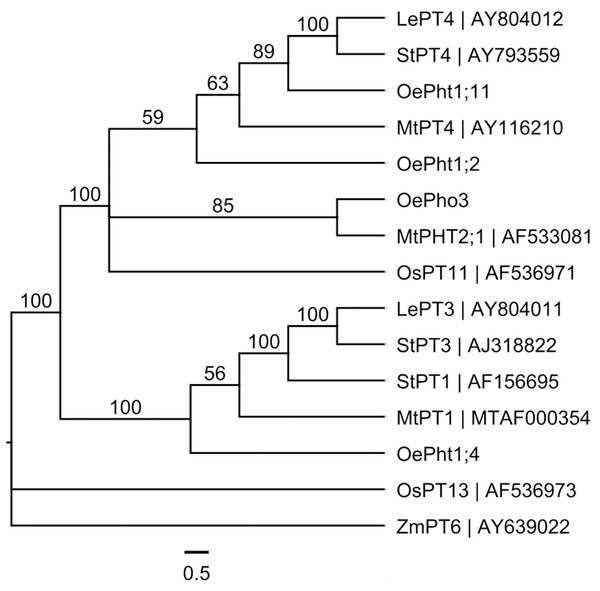Phylogenetic relationships of the Pht DNA sequences in different plants built using MrBayes method based on the GTR substitution model, supported by bootstrap resampling with 1,000 replications.