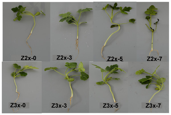 Diploid and triploid watermelon plants in response to flooding stress at 0, 3, 5, and 7 days after flooding stress.