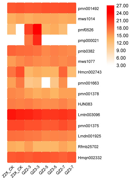 Expression patterns of quantified lignans and coumarins in diploid and triploid watermelon roots after 0, 3, 5, and 7 days of waterlogging treatment.