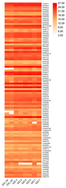 Expression patterns of quantified amino acids and derivatives in diploid and triploid watermelon roots after 0, 3, 5, and 7 days of waterlogging treatment.