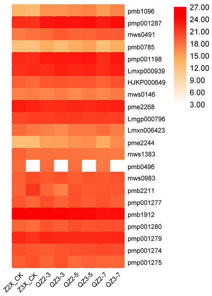 Expression patterns of quantified alkaloids in diploid and triploid watermelon roots after 0, 3, 5, and 7 days of waterlogging treatment.