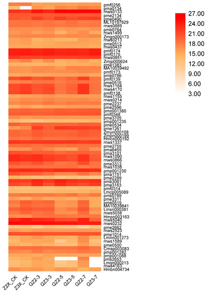 Expression patterns of other quantified metabolites in diploid and triploid watermelon roots after 0, 3, 5, and 7 days of waterlogging treatment.