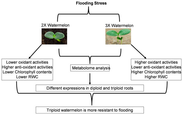 Schematic representation of current research work.