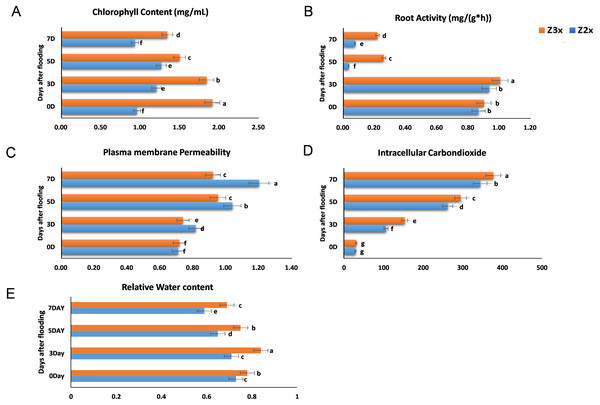 Measurement of (A) chlorophyll content, (B) root activity, (C) plasma membrane permeability, (D) intracellular CO2 concentration, and (E) relative water contents in triploid and diploid watermelon at 0, 3, 5, and 7 days after flooding stress.