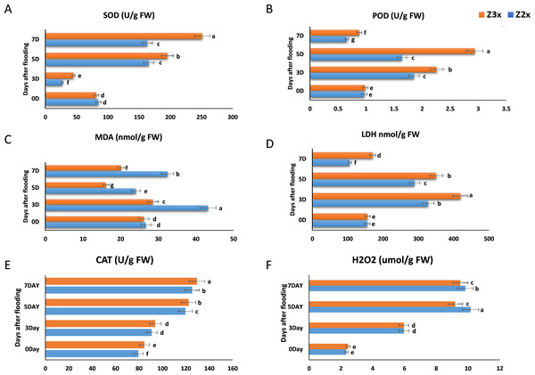 Measurement of (A) SOD, (B) POD, (C) MDA, (D) LDH, (E) CAT, and (F) H2O2 in response to flooding stress in diploid and triploid watermelon at 0, 3, 5, and 7 days.