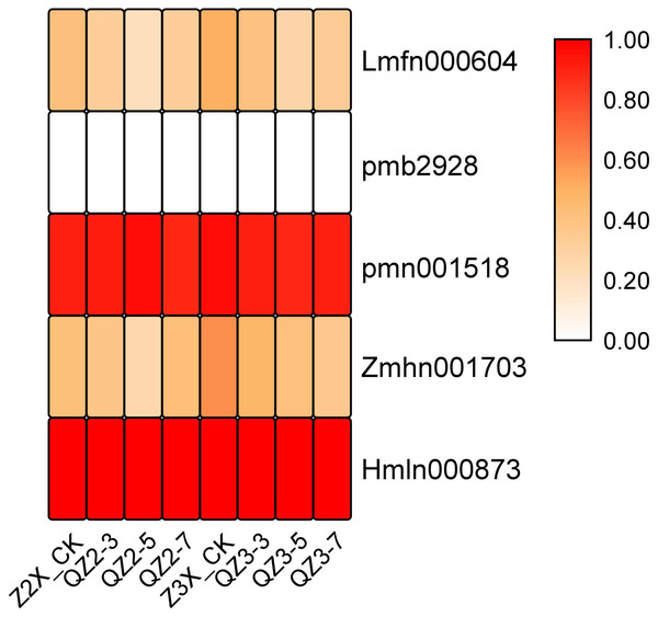 Expression patterns of quantified tannins in diploid and triploid watermelon roots after 0, 3, 5, and 7 days of waterlogging treatment.