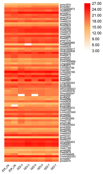 Expression patterns of quantified organic acids in diploid and triploid watermelon roots after 0, 3, 5, and 7 days of waterlogging treatment.