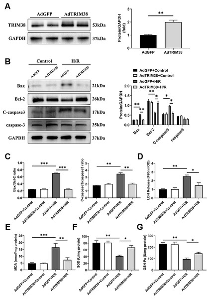 TRIM38 attenuates apoptosis and oxidative stress in H/R model.