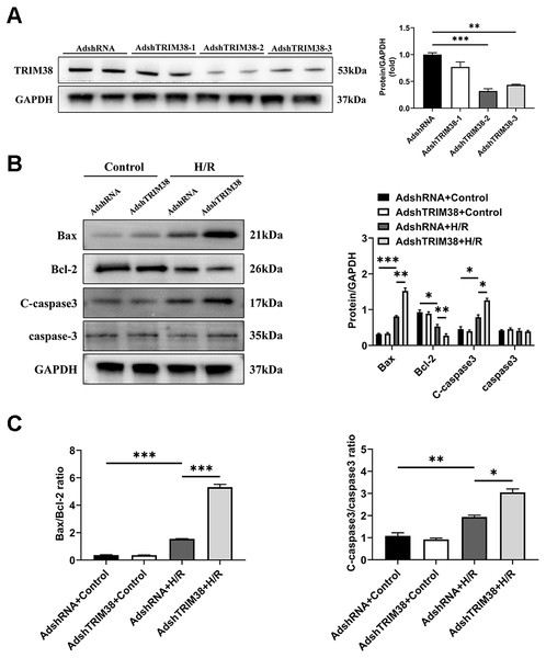 TRIM38 knockdown enhanced apoptosis in H9c2 Cells After H/R.