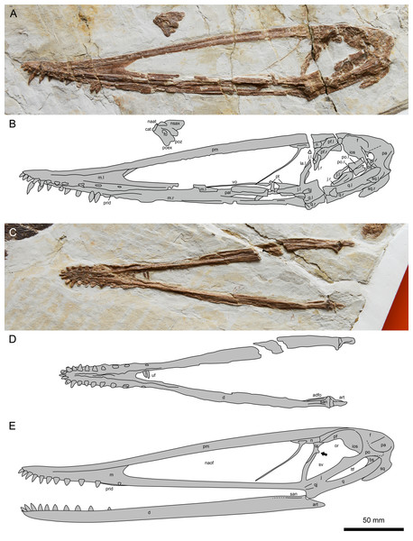 Lingyuanopterus camposi gen. et sp. nov., holotype IVPP V 17940.