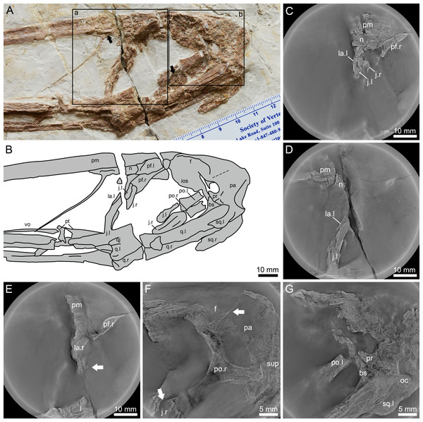 Lingyuanopterus camposi gen. et sp. nov., holotype IVPP V 17940, details of the posterior region of the skull.