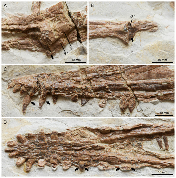 Lingyuanopterus camposi gen. et sp. nov., holotype IVPP V 17940, details of the helical jaw joint and teeth.