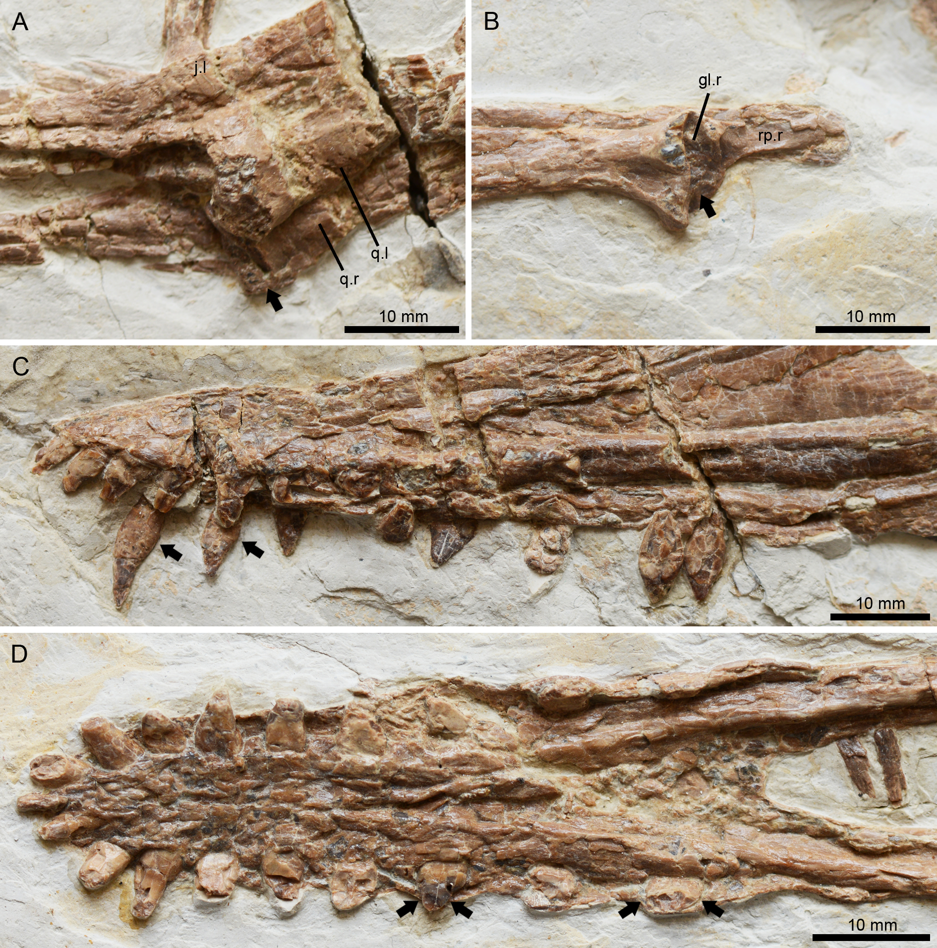 Nurhachius luei, a new istiodactylid pterosaur (Pterosauria,  Pterodactyloidea) from the Early Cretaceous Jiufotang Formation of Chaoyang  City, Liaoning Province (China) and comments on the Istiodactylidae [PeerJ]