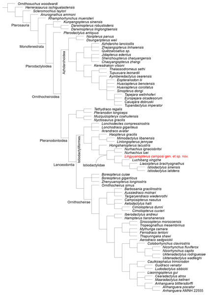 Phylogenetic relationships of Lingyuanopterus camposi gen. et sp. nov.