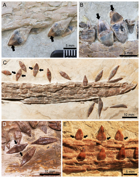 Different tooth forms of istiodactylids from the Jiufotang Formation.