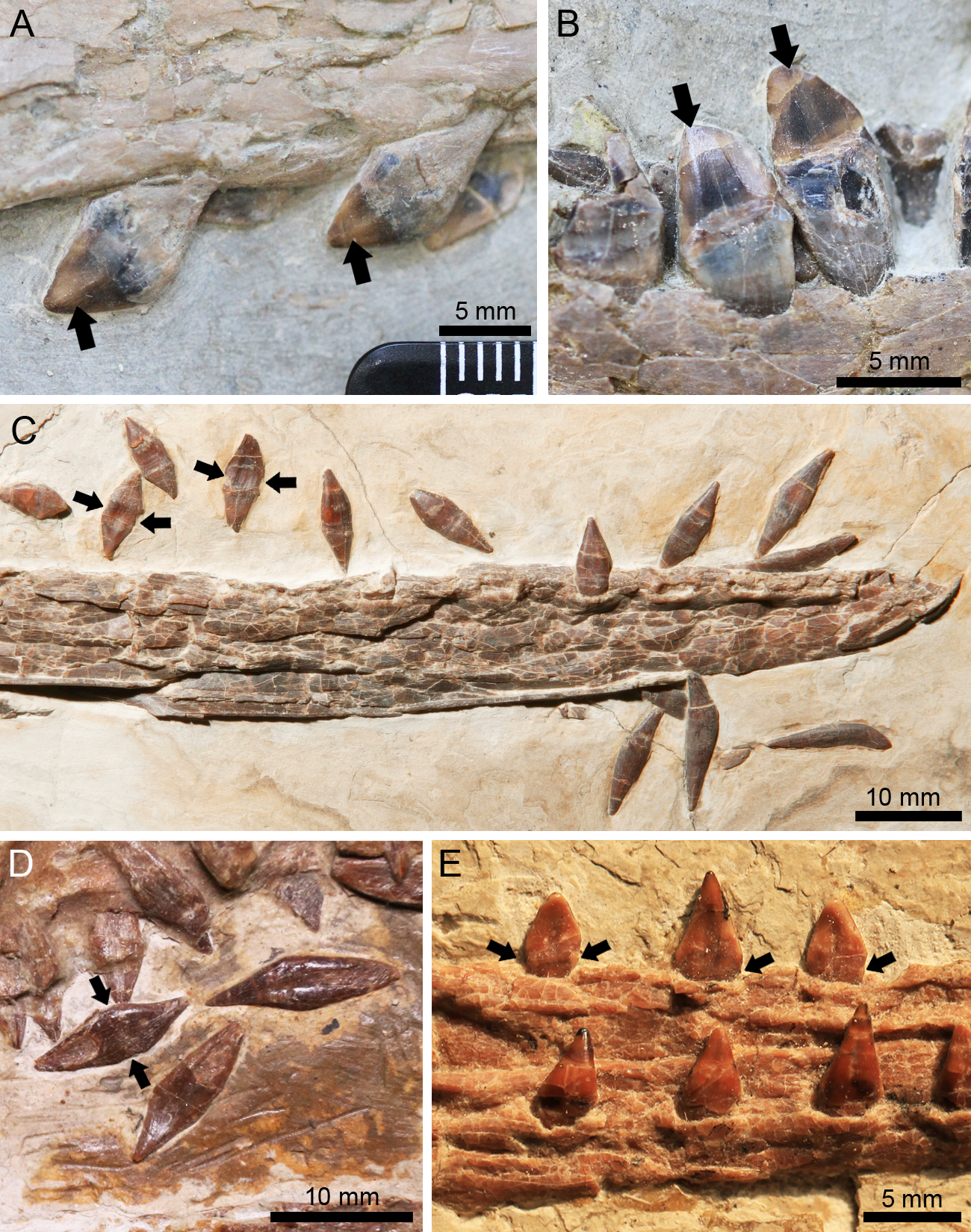 Nurhachius luei, a new istiodactylid pterosaur (Pterosauria,  Pterodactyloidea) from the Early Cretaceous Jiufotang Formation of Chaoyang  City, Liaoning Province (China) and comments on the Istiodactylidae [PeerJ]