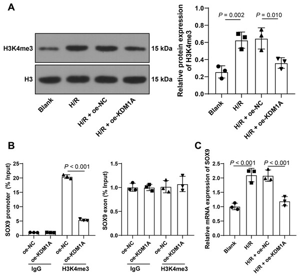 KDM1A inhibits the transcription of SOX9 by reducing H3K4me3.