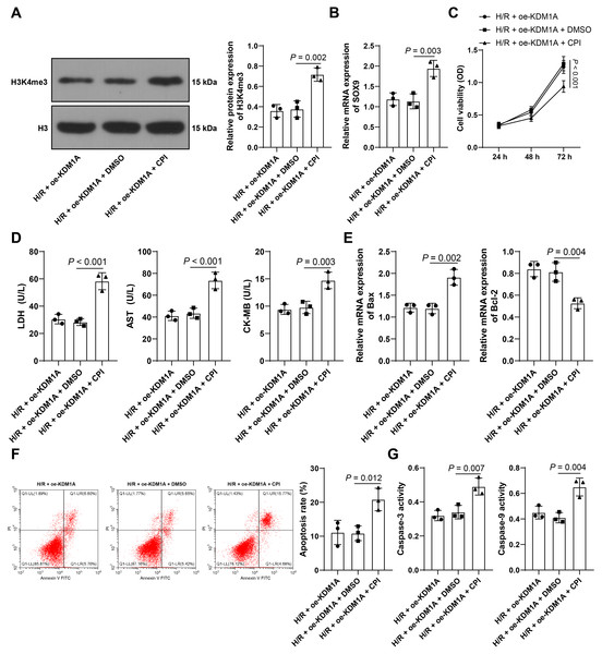 Upregulating H3K4me3 reverses the effect of overexpressing KDM1A on alleviating H/R-induced cardiomyocyte apoptosis.