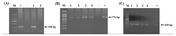 PCR detection of cattle hemoparasite infection.