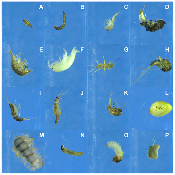 Example photos recorded by the BIODISCOVER of each of the taxa included in the study in the order in which they appear in Table 1.