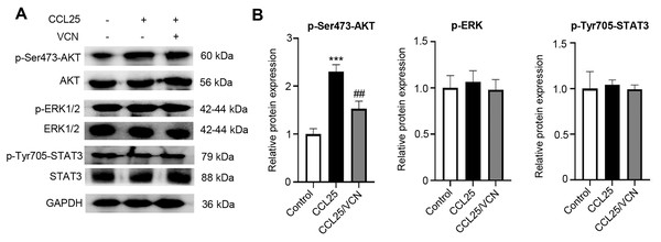 CCL25/CCR9 activates the PI3K/AKT signaling pathway in SACC-LM cells.