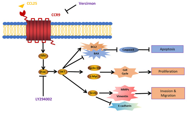 Schematic model illustrating the PI3K/AKT pathway associated with CCRL25/CCR9-induced malignant biological behavior in SACC.