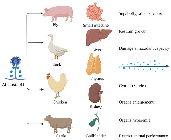 Harmful effects of AFB1 on livestock and poultry.