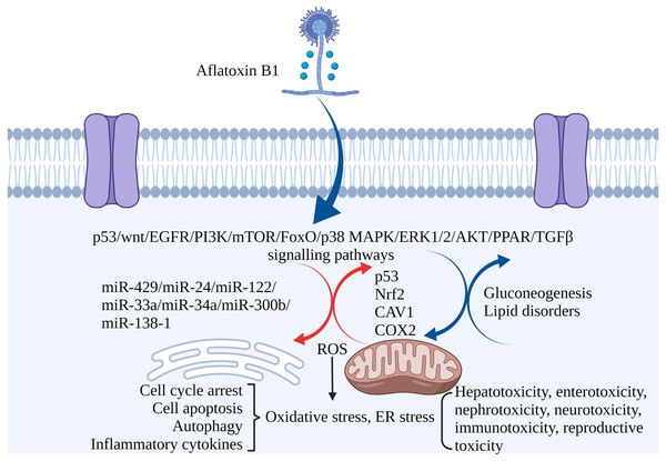 The molecular mechanisms of AFB1 toxicities.
