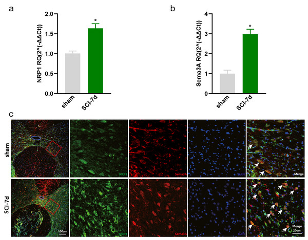Increased expression of Sema3A and NRP1 after SCI.