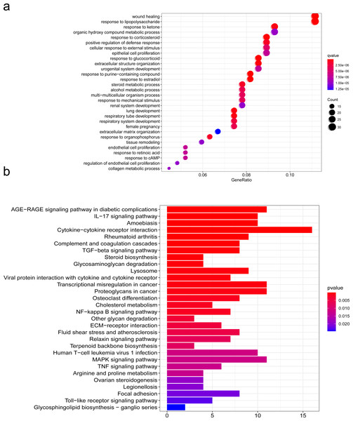 Functions analyzed by gene ontology (GO) enrichment of SCI differentially expressed genes (DEGs).