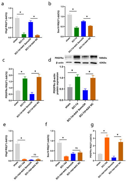 Sema3A/NRP1 regulates the expression of PDGFRα and Oligodendrocytes.