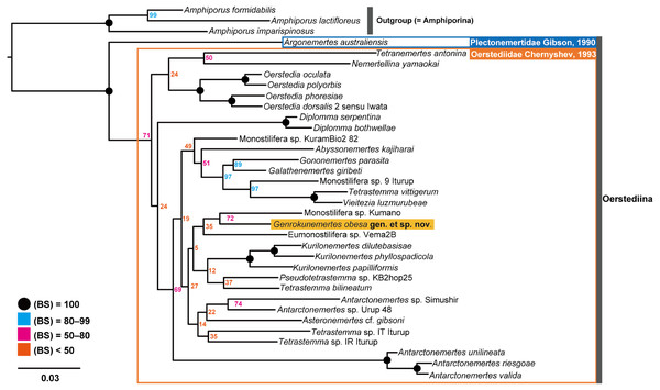 Molecular phylogenetic tree reconstructed with ML analyses using concatenated sequences of COI, 16S, 18S, 28S, and H3.