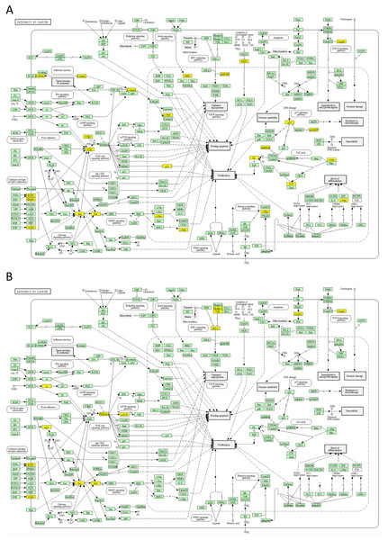 Mapping of top 50 DSI-(A) and NDSI-(B) ranked genes to the KEGG “Pathways in cancer” (hsa05200) map.