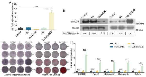 JMJD2B regulates the methylation enrichment status of H3K9me2 in RUNX2 promoter to influence the osteogenic differentiation of hBMSCs.