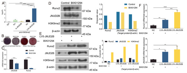 JMJD2B Is Required for Osteogenic Differentiation of hBMSCs.