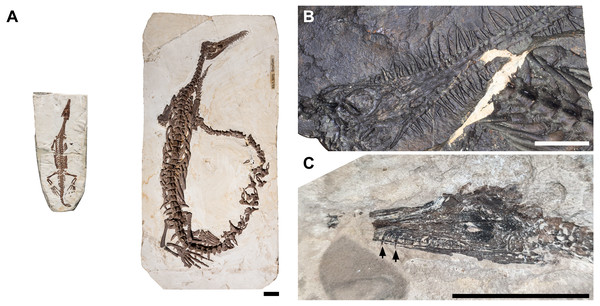 Comparison of morphologies in juvenile and adult mesosaurs.